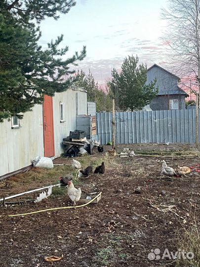 Куры несушки