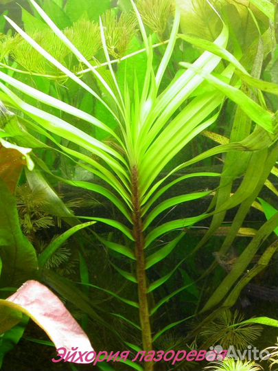 Аквариумные растения