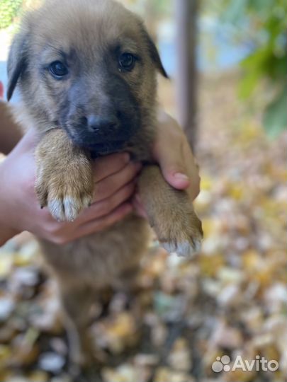 Собака в добрые руки щенок