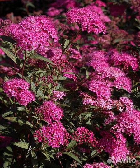 Спирея японская antoni waterer