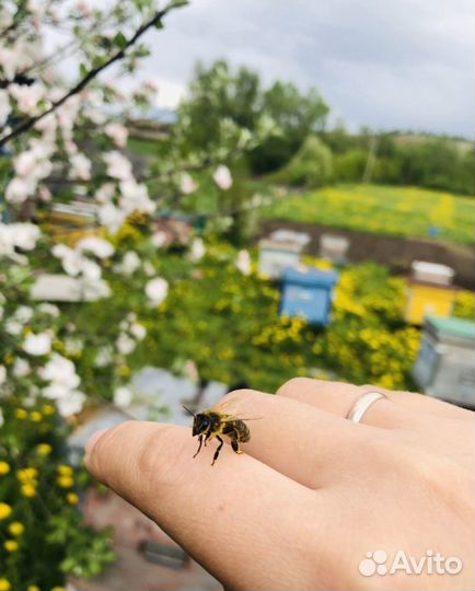 Пчелы и улья