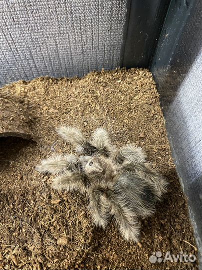 Паук птицеед