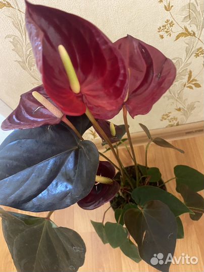Антуриум Деликата