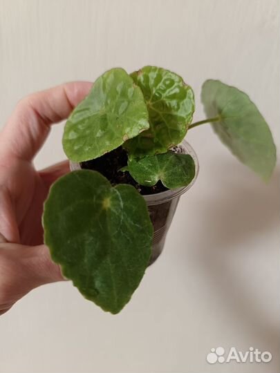 Алоказия блек вельвет