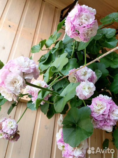 Пеларгония герань