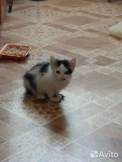 Кошечка в добрые руки