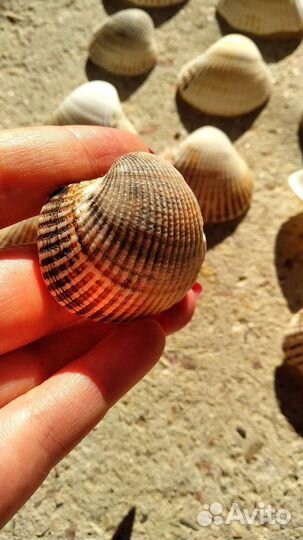 Морские ракушки