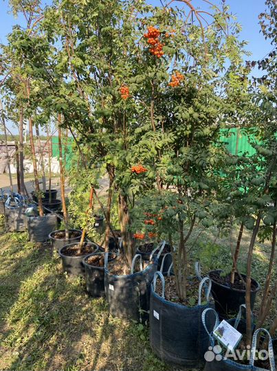 Рябина обыкновенная высота 1,2-1,5 м