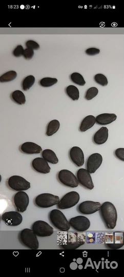 Семена арбуза f2 каристан