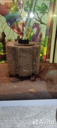 Рыбки аквариумные