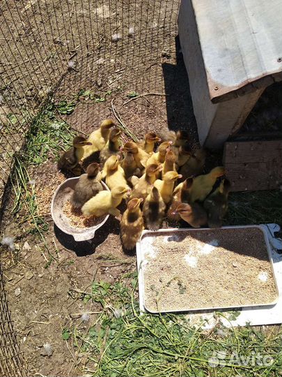 Мускусные утята