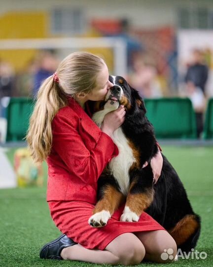 Хендлер/Подготовка к выставкам