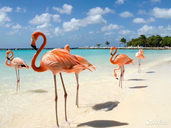 Тур на Кубинскй остров Кайо-Коко