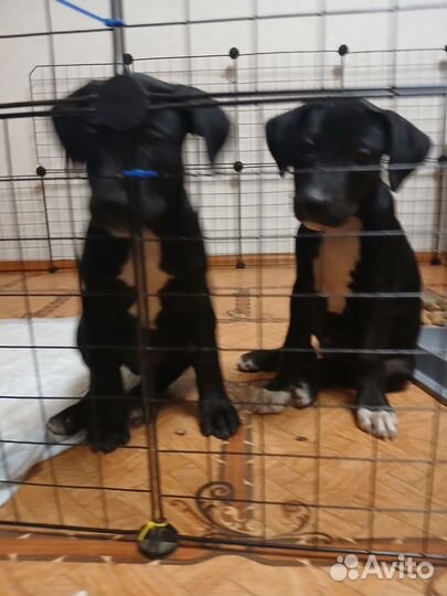 Щенки американского питбуля