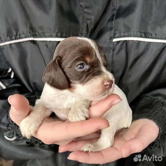 Русский охотничий спаниель