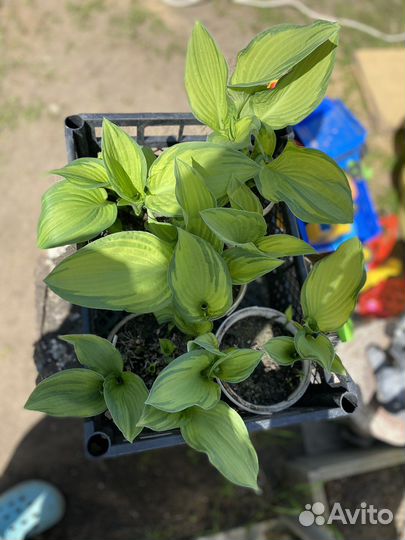 Хоста цветы