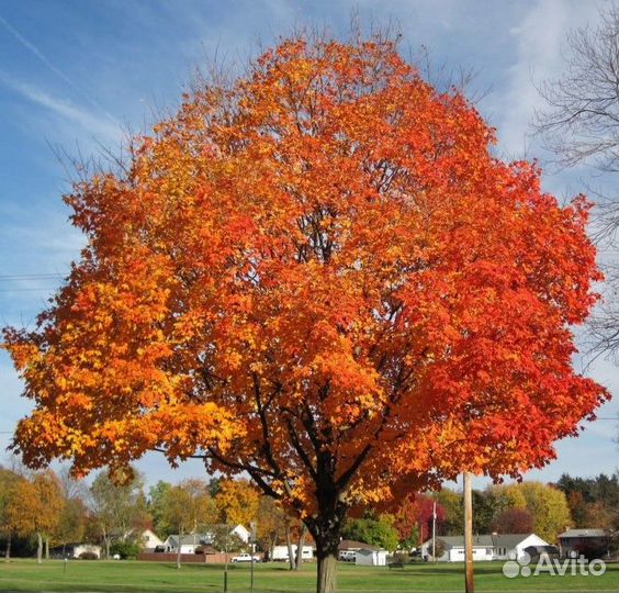 Клен сахарный