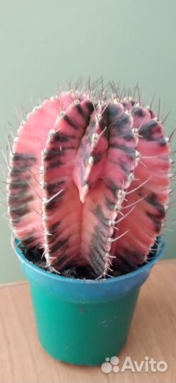 Большой Кактус Gymnocalycium variegate