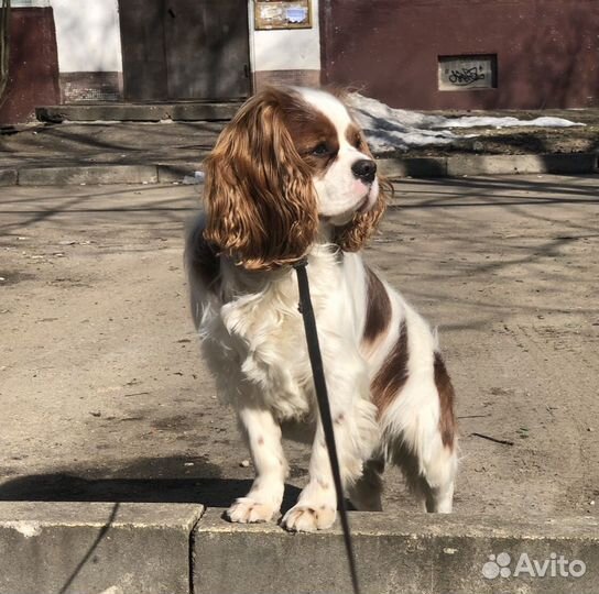 Вязка собак