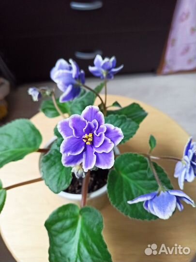 Сортовые фиалки (стартеры) сейчас цветут