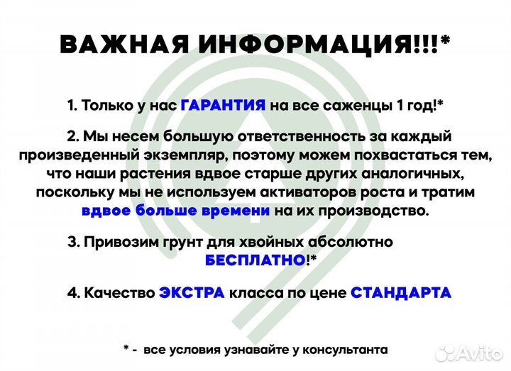 Туя для дачи. Питомник