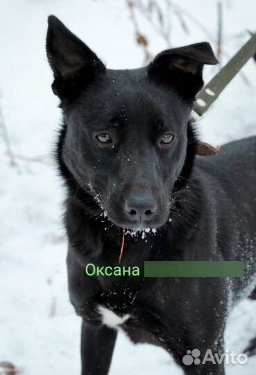 Собака в добрые руки отдам бесплатно