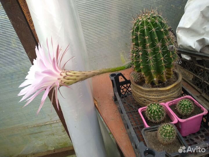 Цветущий кактус Эхинопсис