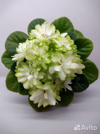 Фиалки мини и полумини