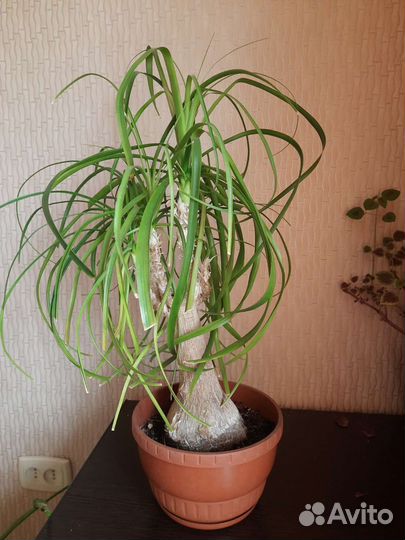 Бокарнея нолина (бутылочное дерево)