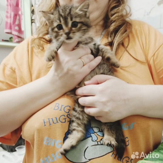Котенок девочка ищет дом