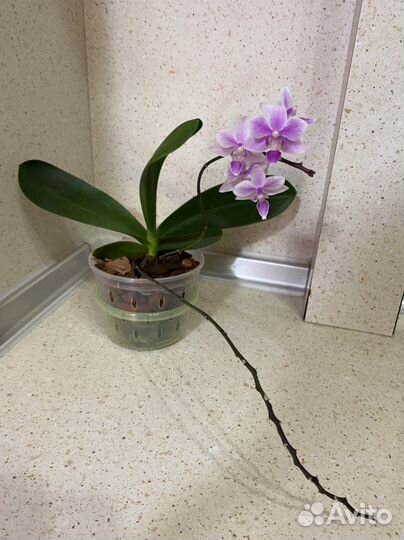 Орхидеи эквестрис