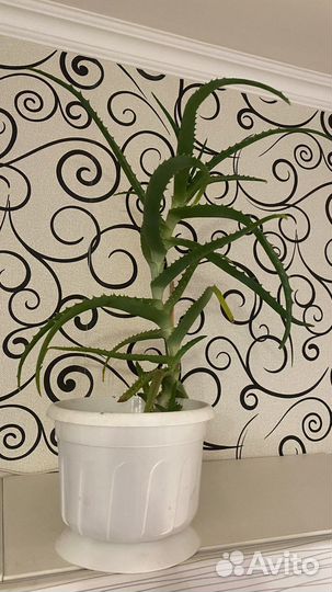 Полка (стеллаж) для цветов, цветы