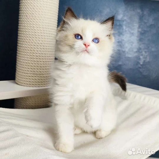 Bond, рэгдолл с родословной