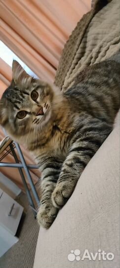 Котик в добрые руки