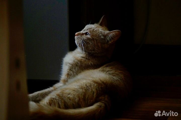 Кошечка ищет дом