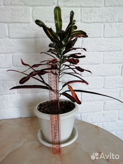 Кротон кодиеум