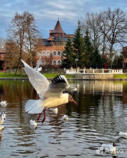 Экскурсионные туры в Калининград