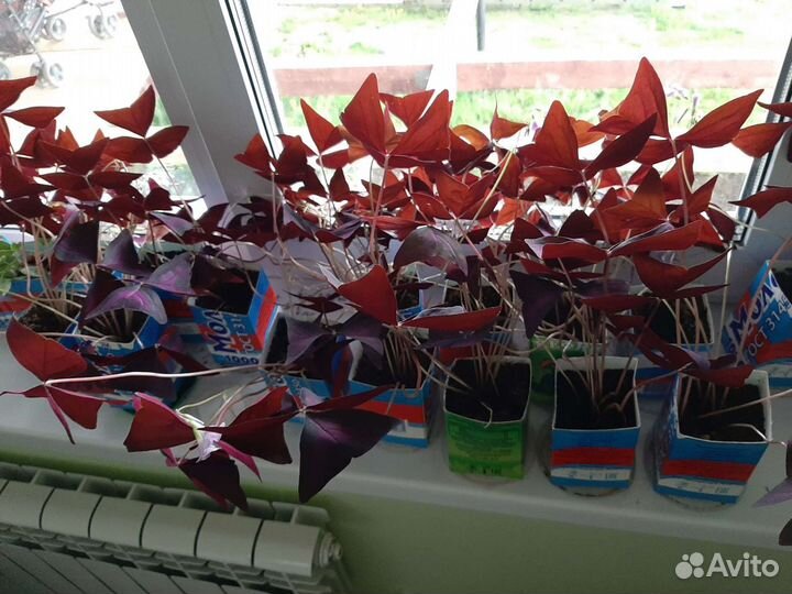 Кислица фиолетовая (оксалис)