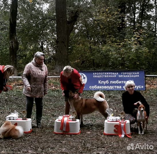 Басенджи кобель для вязки