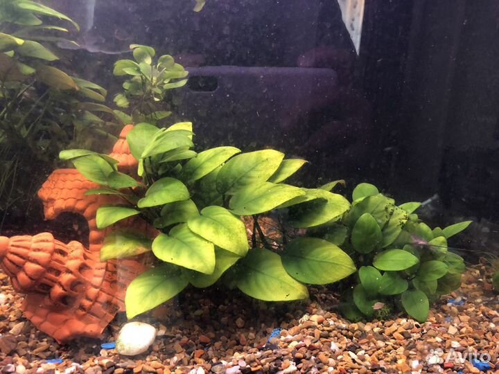 Аквариумные растения Анубиас