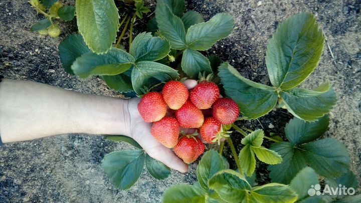 Рассада клубники. Цена договорная