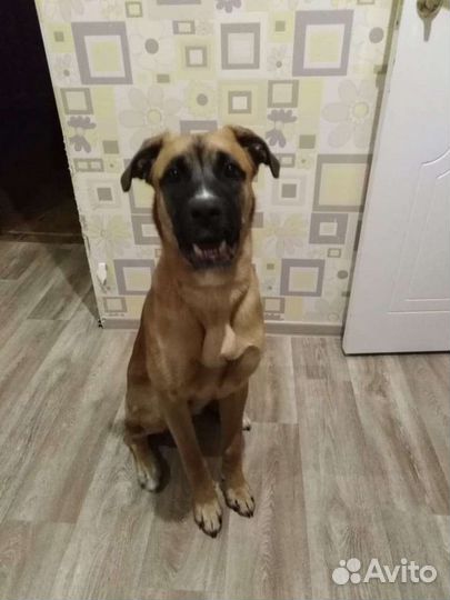 Собака в добрые руки отдам бесплатно