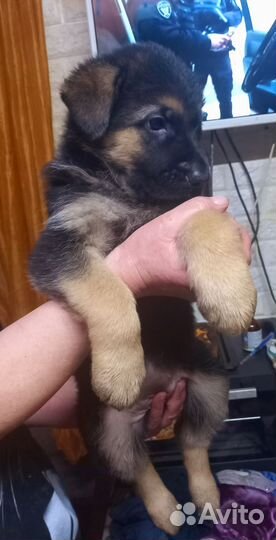 Немецкая овчарка