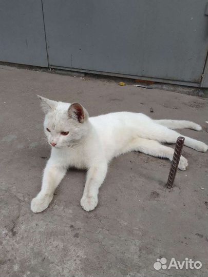 Кошка в дар бесплатно