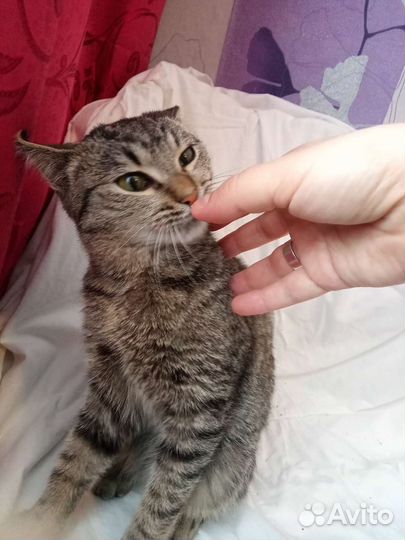 Котёнок в дар бесплатно