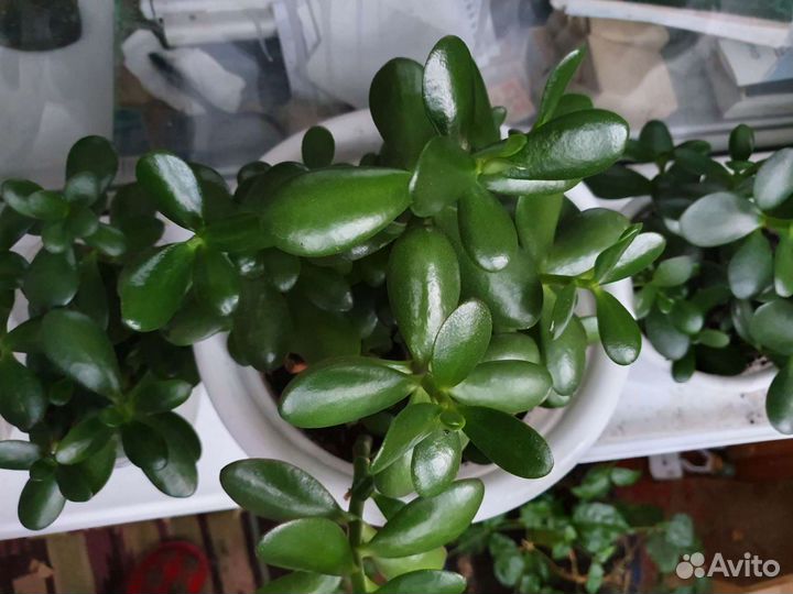 Толстянка, денежное дерево, крассула