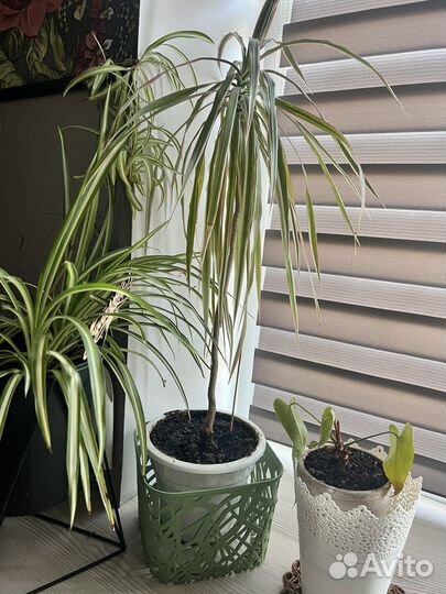 Пальма драцена