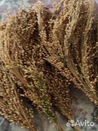 Лакомство для попугаев,канареек. Просо в метёлках