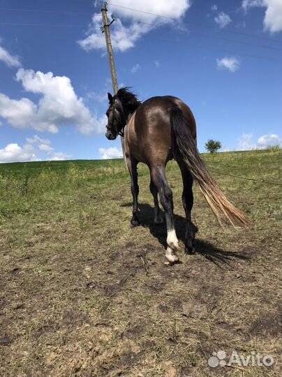 Продажа лошадей