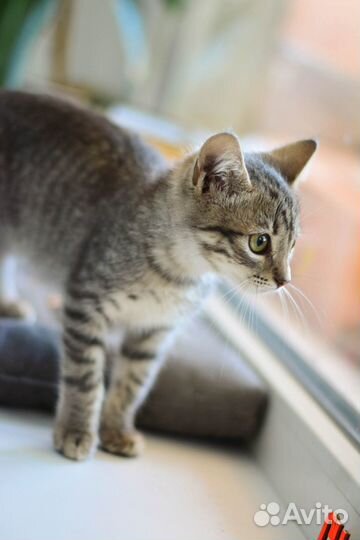 Тигрица малышка Даниэль